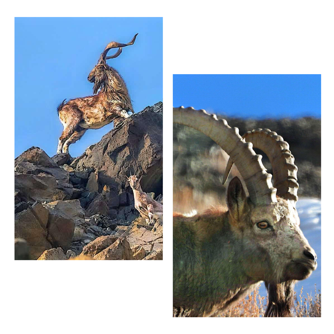 Biodiversity Conservation