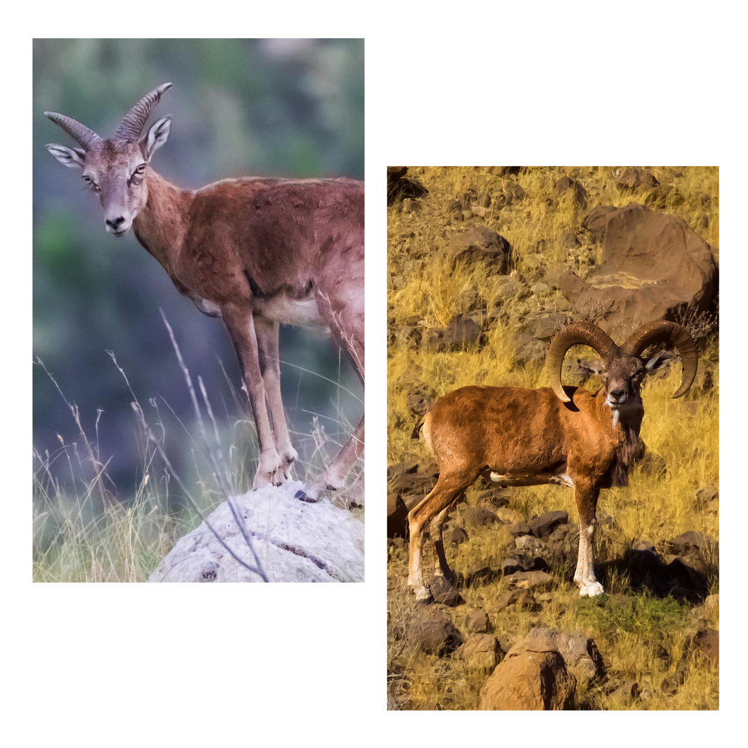 Zoological Survey of Pakistan